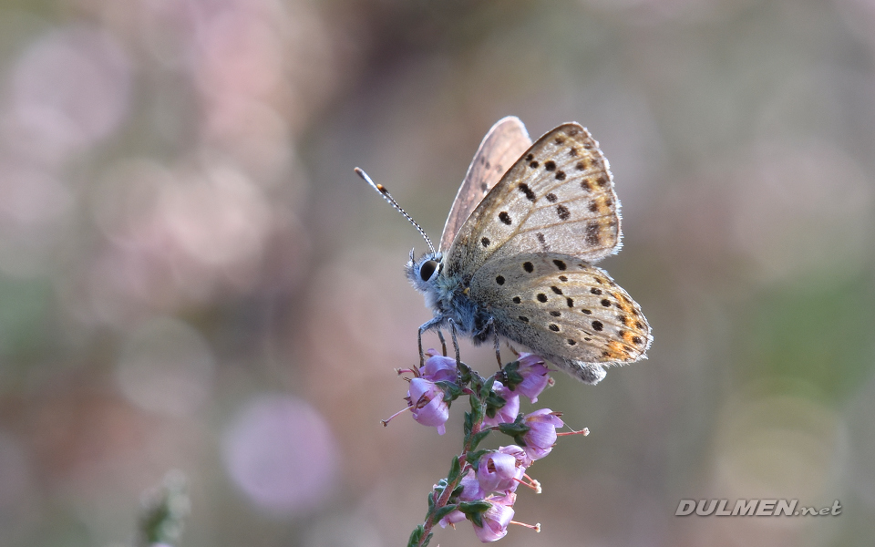 Silver-studded blue (Plebejus argus)